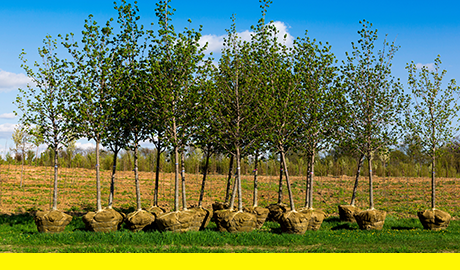 Mulalley retains carbon neutrality status for eighth consecutive year